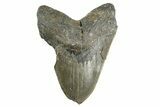 Bargain, Fossil Megalodon Tooth - North Carolina #346322-1
